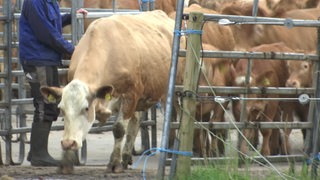 Kühe werden durchs Tor gelassen